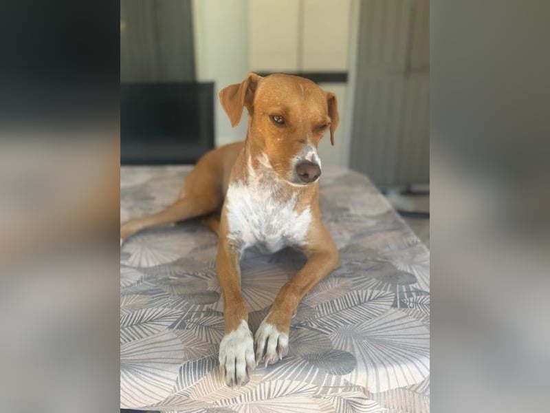 Rafa, ein leiser Freund mit großem Herzen