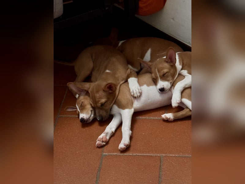 Available Basenji Puppies – FCI / ENCI Pedigree