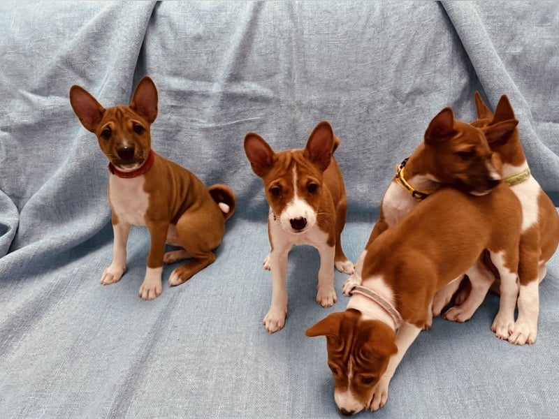 Available Basenji Puppies – FCI / ENCI Pedigree