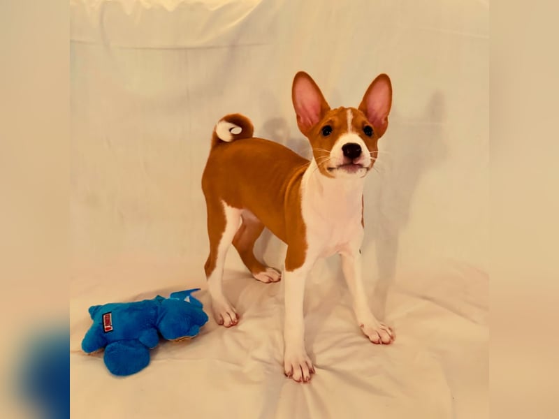 Available Basenji Puppies – FCI / ENCI Pedigree
