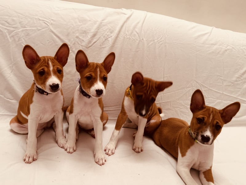 Available Basenji Puppies – FCI / ENCI Pedigree