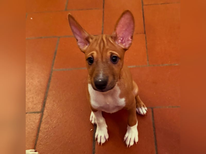 Available Basenji Puppies – FCI / ENCI Pedigree