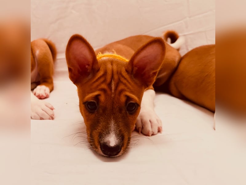 Available Basenji Puppies – FCI / ENCI Pedigree