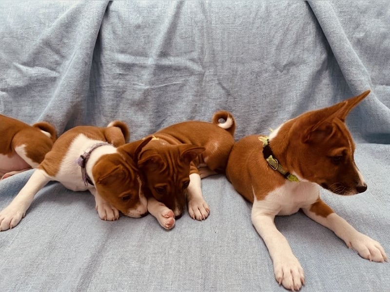 Available Basenji Puppies – FCI / ENCI Pedigree