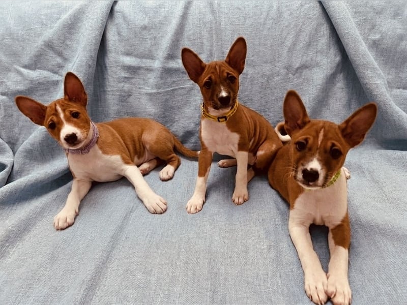 Available Basenji Puppies – FCI / ENCI Pedigree
