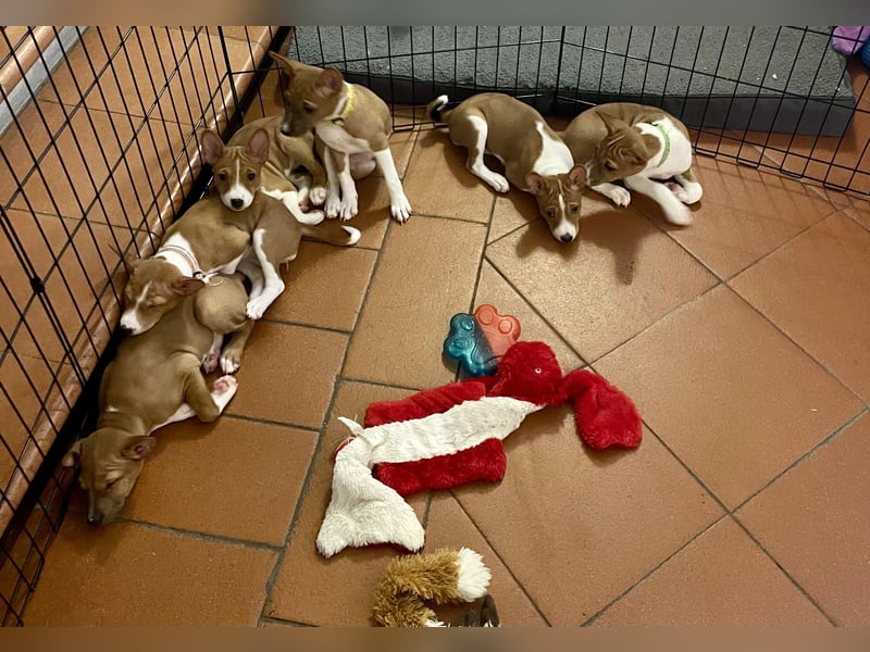 Available Basenji Puppies – FCI / ENCI Pedigree