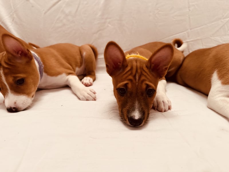Available Basenji Puppies – FCI / ENCI Pedigree