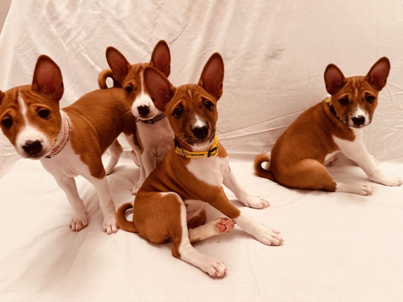 Available Basenji Puppies – FCI / ENCI Pedigree