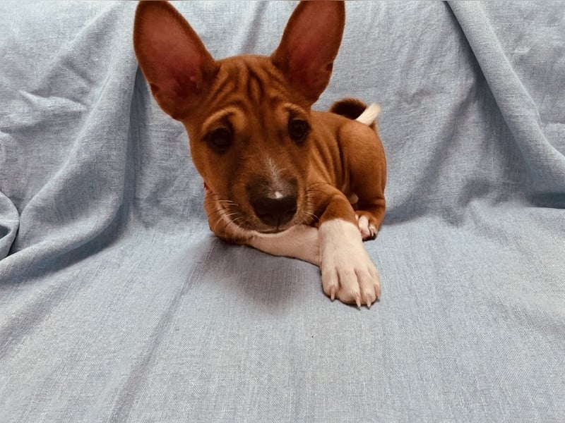 Available Basenji Puppies – FCI / ENCI Pedigree
