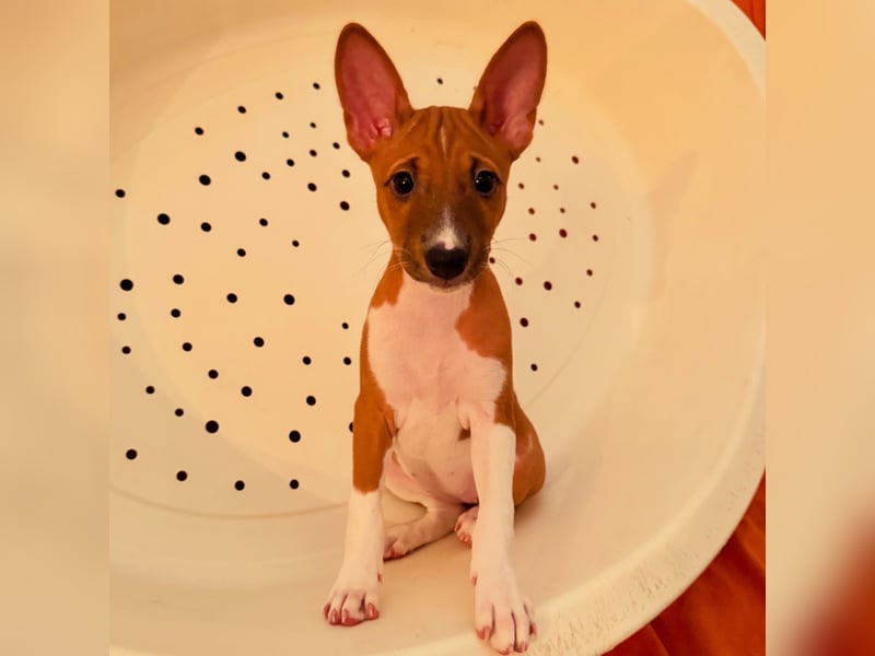 Available Basenji Puppies – FCI / ENCI Pedigree