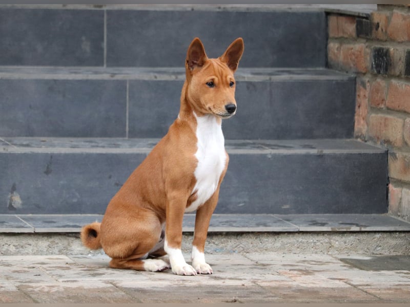 Basenji Rüde