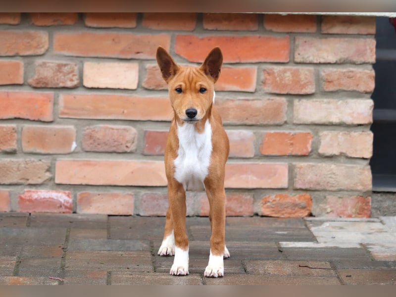 Basenji Rüde