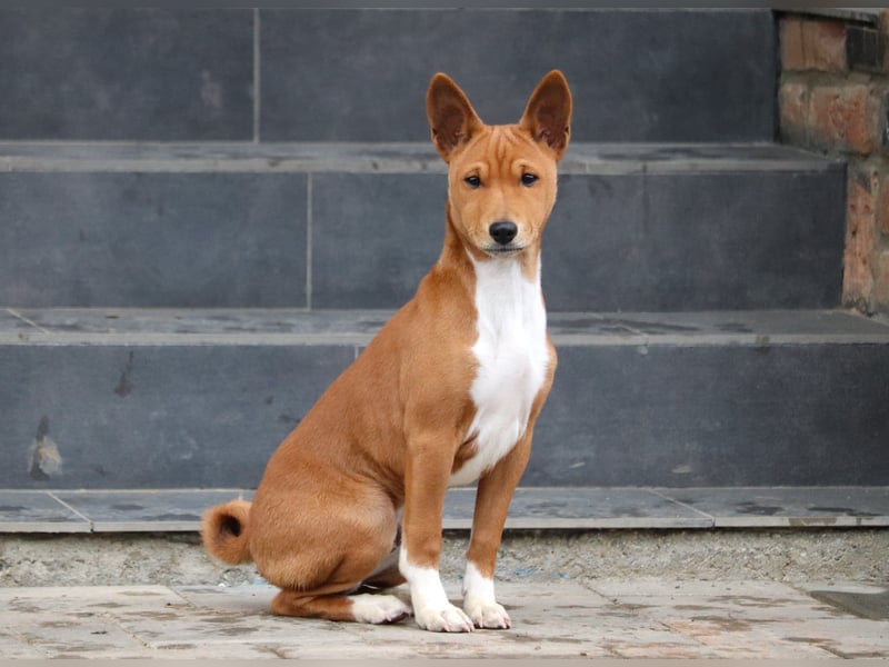 Basenji Rüde
