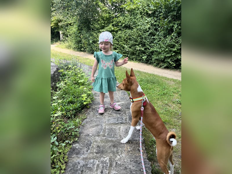 Deckrüde Basenji