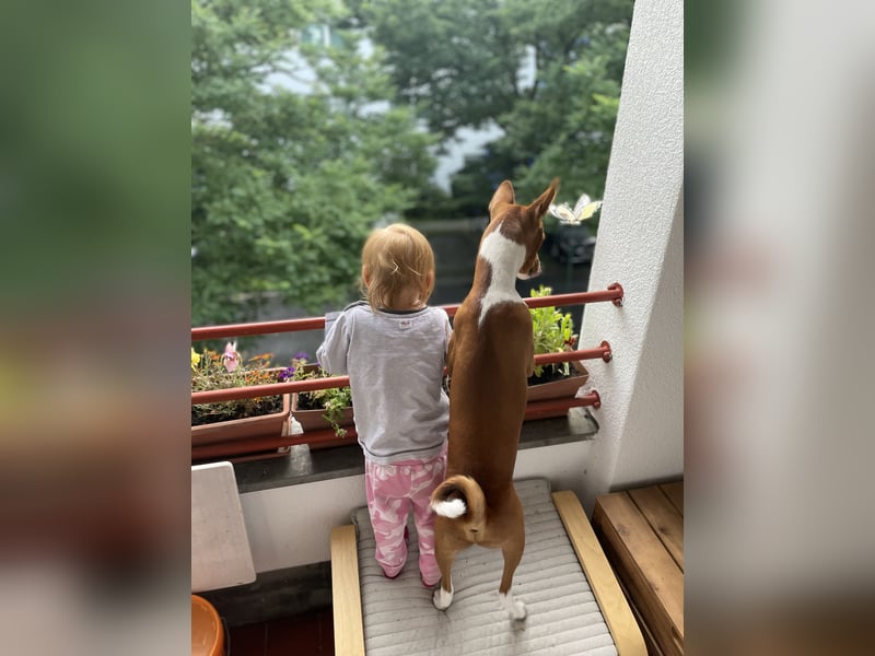 Deckrüde Basenji