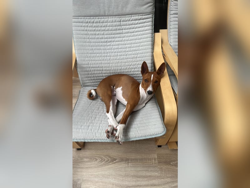 Deckrüde Basenji