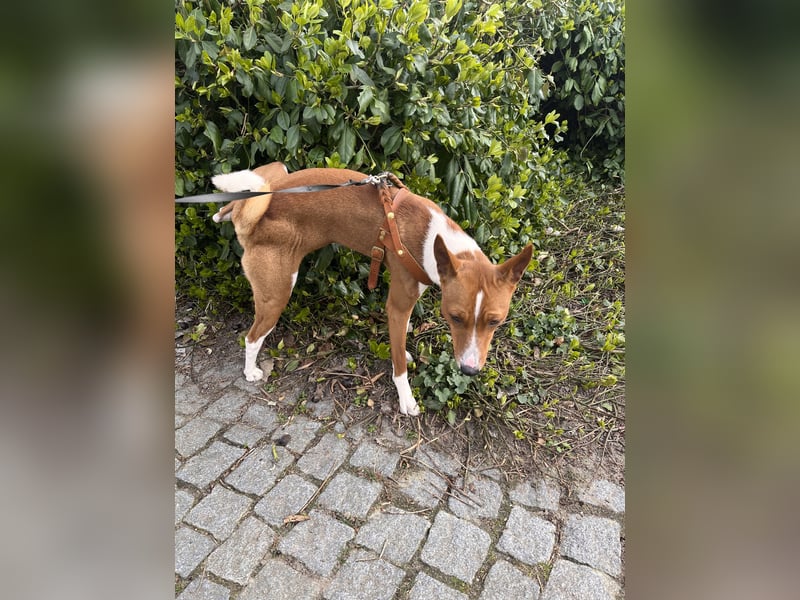 Deckrüde Basenji