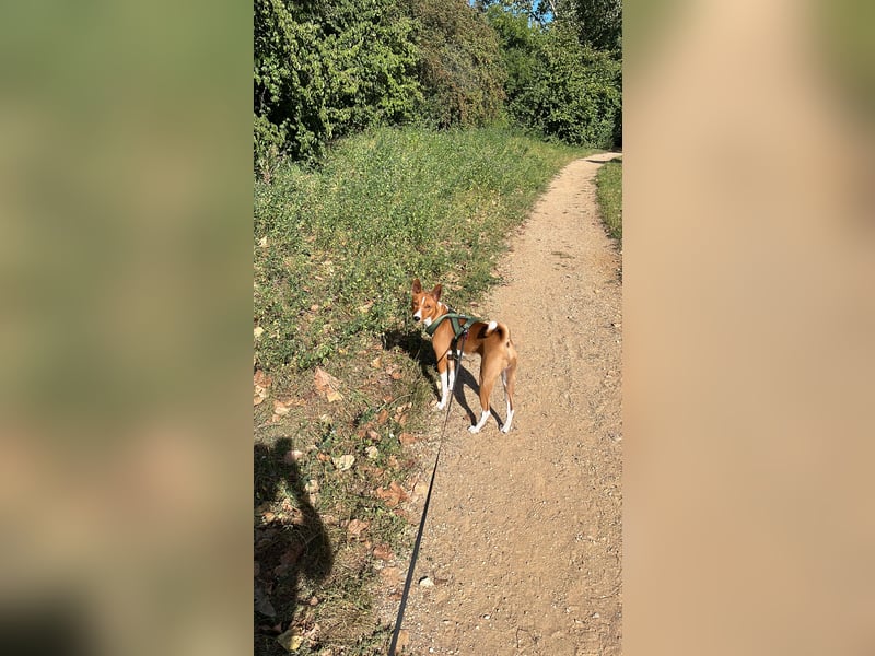 Deckrüde Basenji