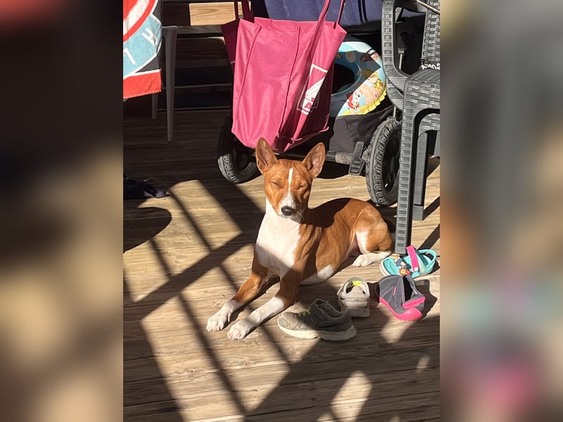Deckrüde Basenji