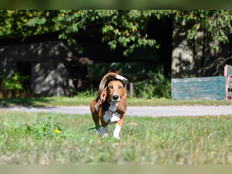 Vianney, ein zauberhafter reinrassiger Basset Artesien Normand Rüden sucht ein neues Zuhause.