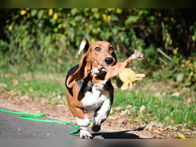 Vianney, ein zauberhafter reinrassiger Basset Artesien Normand Rüden sucht ein neues Zuhause.