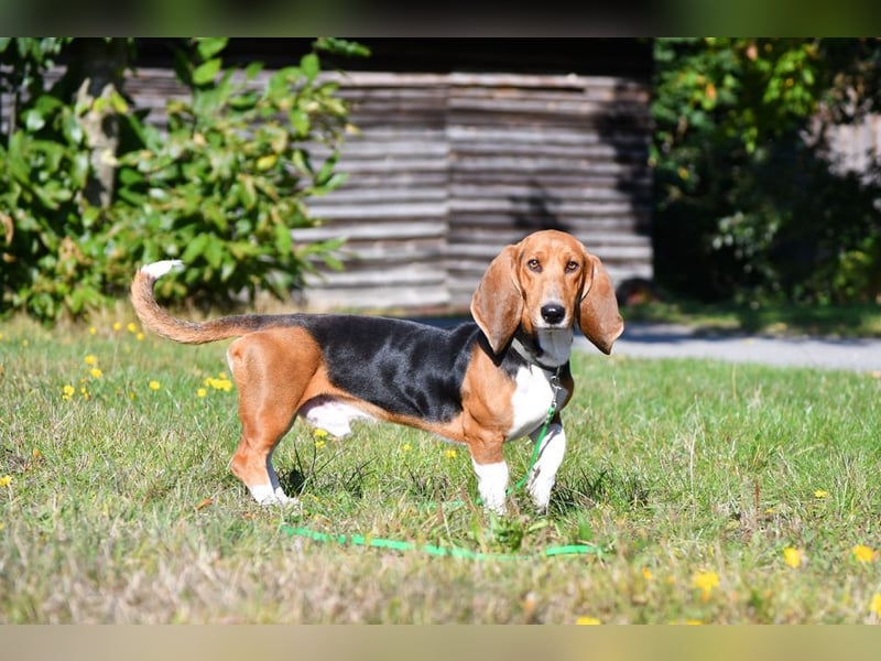 Vianney, ein zauberhafter reinrassiger Basset Artesien Normand Rüden sucht ein neues Zuhause.