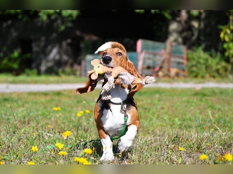 Vianney, ein zauberhafter reinrassiger Basset Artesien Normand Rüden sucht ein neues Zuhause.