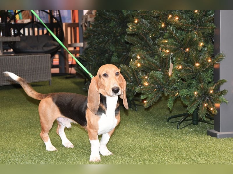 Vianney, ein zauberhafter reinrassiger Basset Artesien Normand Rüden sucht ein neues Zuhause.