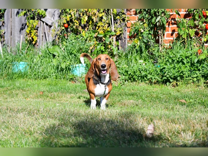 Vianney, ein zauberhafter reinrassiger Basset Artesien Normand Rüden sucht ein neues Zuhause.