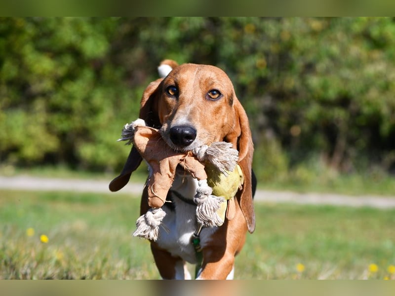 Vianney, ein zauberhafter reinrassiger Basset Artesien Normand Rüden sucht ein neues Zuhause.