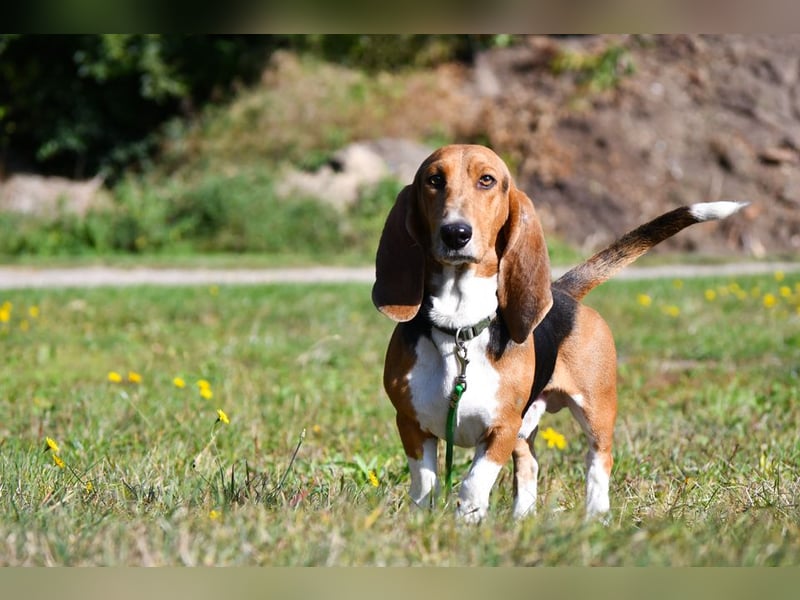 Vianney, ein zauberhafter reinrassiger Basset Artesien Normand Rüden sucht ein neues Zuhause.
