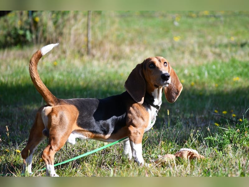 Vianney, ein zauberhafter reinrassiger Basset Artesien Normand Rüden sucht ein neues Zuhause.