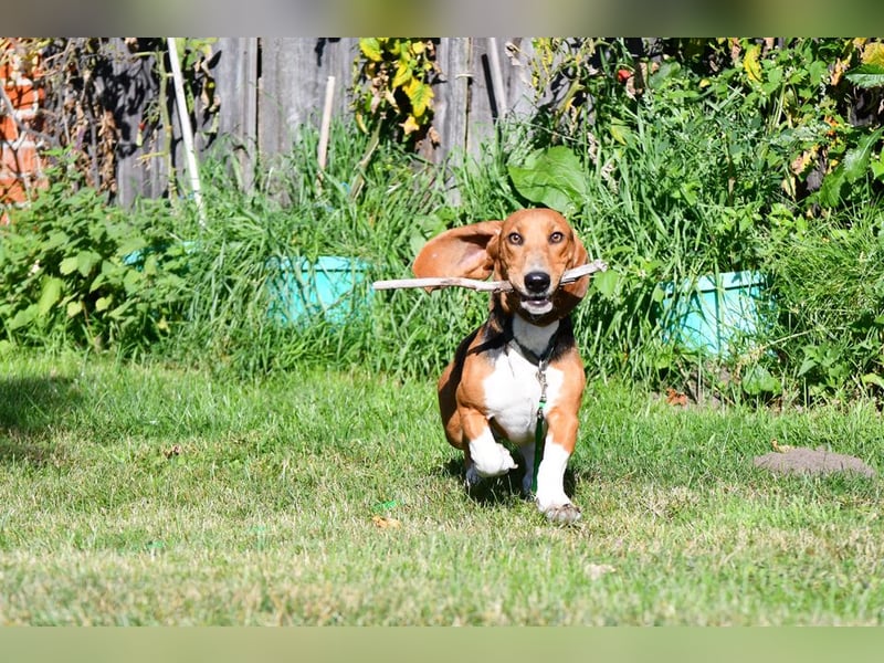 Vianney, ein zauberhafter reinrassiger Basset Artesien Normand Rüden sucht ein neues Zuhause.