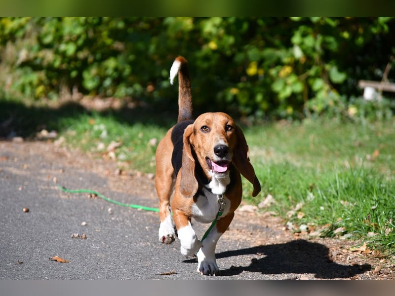 Vianney, ein zauberhafter reinrassiger Basset Artesien Normand Rüden sucht ein neues Zuhause.