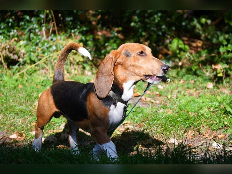 Vianney, ein zauberhafter reinrassiger Basset Artesien Normand Rüden sucht ein neues Zuhause.