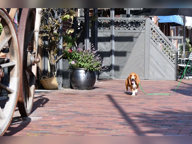 Der zauberhafte Vasko, ein reinrassige Basset Artesien Normand sucht ein neues Zuhause. Eine seltene