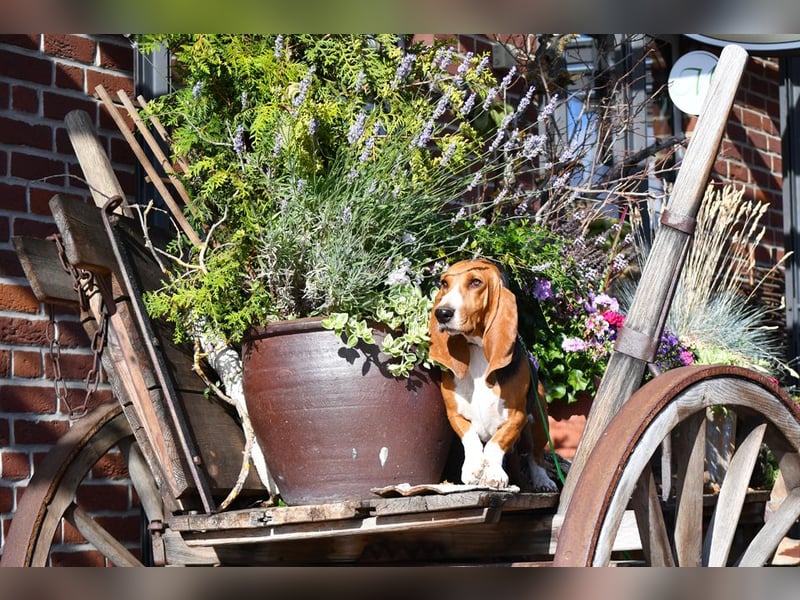 Der zauberhafte Vasko, ein reinrassige Basset Artesien Normand sucht ein neues Zuhause. Eine seltene