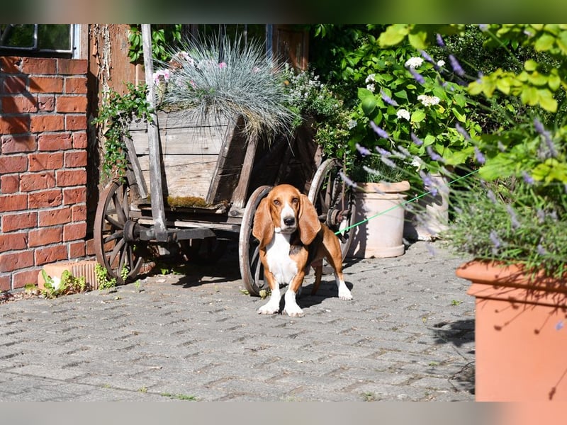 Der zauberhafte Vasko, ein reinrassige Basset Artesien Normand sucht ein neues Zuhause. Eine seltene