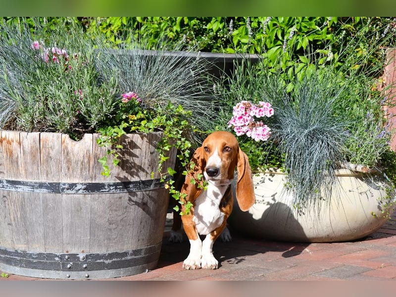 Der zauberhafte Vasko, ein reinrassige Basset Artesien Normand sucht ein neues Zuhause. Eine seltene
