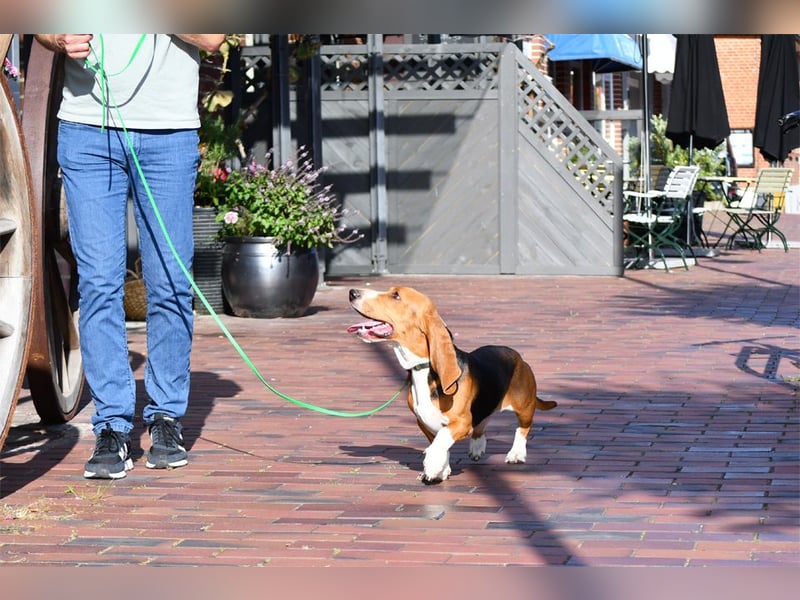 Der zauberhafte Vasko, ein reinrassige Basset Artesien Normand sucht ein neues Zuhause. Eine seltene
