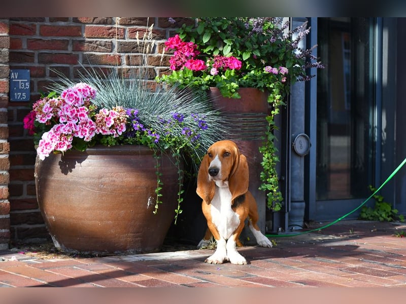 Der zauberhafte Vasko, ein reinrassige Basset Artesien Normand sucht ein neues Zuhause. Eine seltene