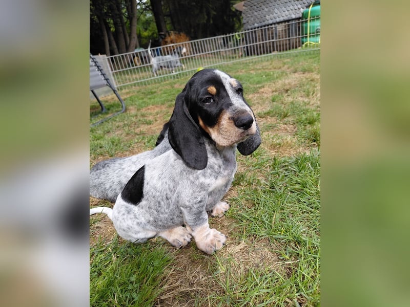 Basset Bleu de Gascogne Welpen
