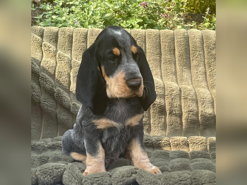 Basset Bleu de Gascogne Welpen