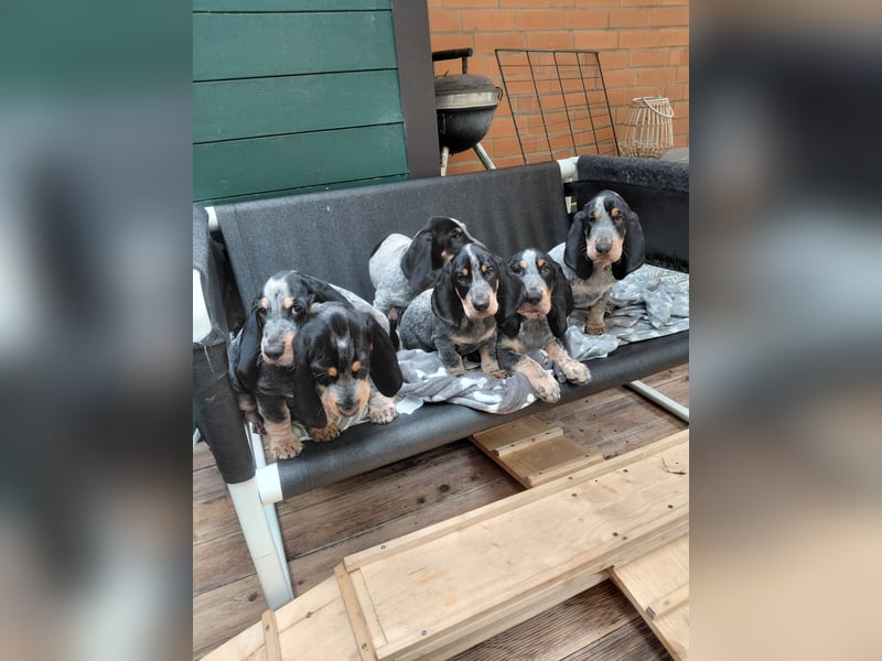 Basset Bleu de Gascogne Welpen