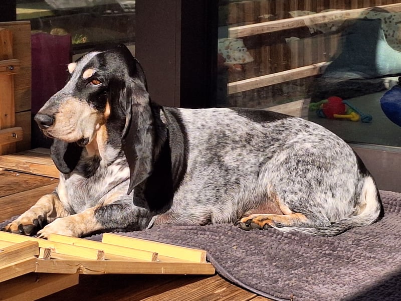 Basset Bleu de Gascogne Welpen