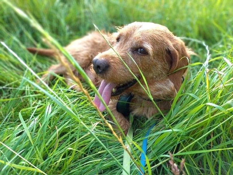 Gutmütiger Basset fauve d.B. IWO - 7 Jahre