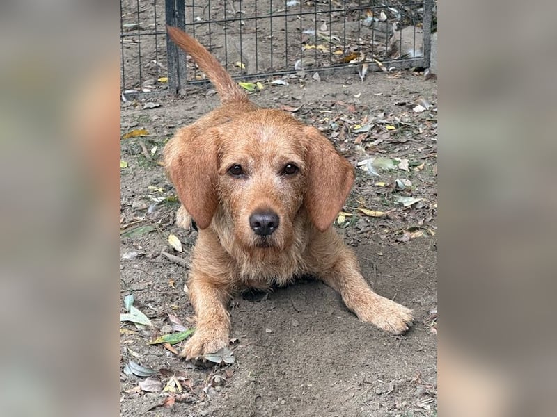 Hübscher lieber Basset fauve d.B. IWO - 7 Jahre