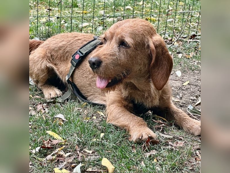 Hübscher lieber Basset fauve d.B. IWO - 7 Jahre
