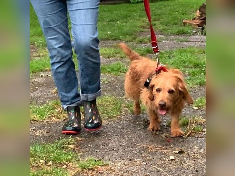 Gutmütiger Basset fauve d.B. IWO - 7 Jahre