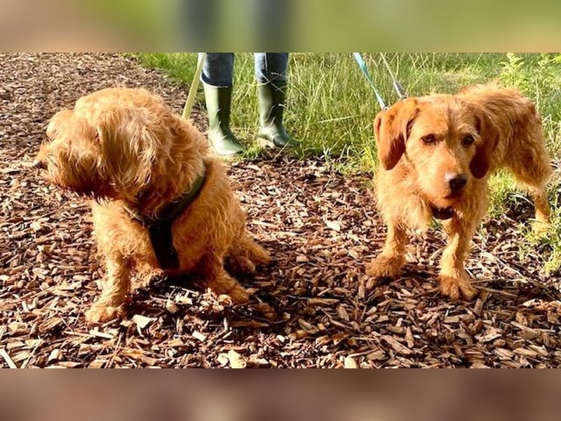 Hübscher lieber Basset fauve d.B. IWO - 7 Jahre